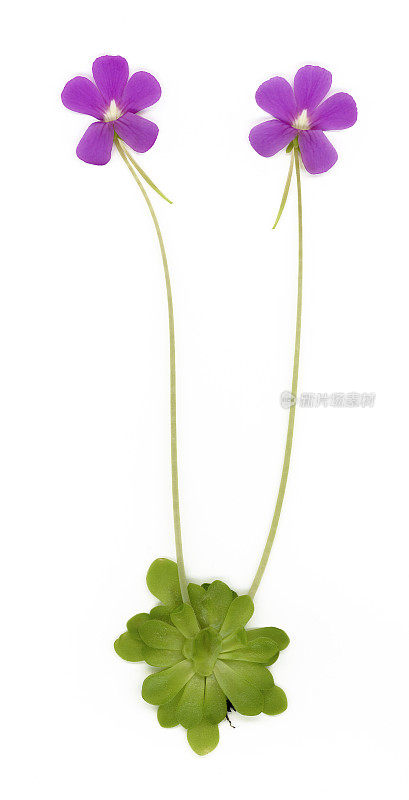 Pinguicula 'Weser' 蝴蝶草